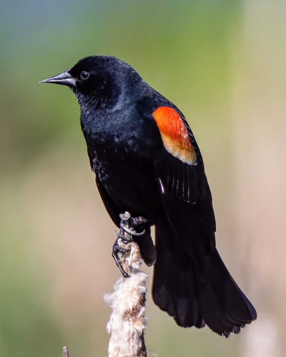 Red-winged Blackbird - ML618338377