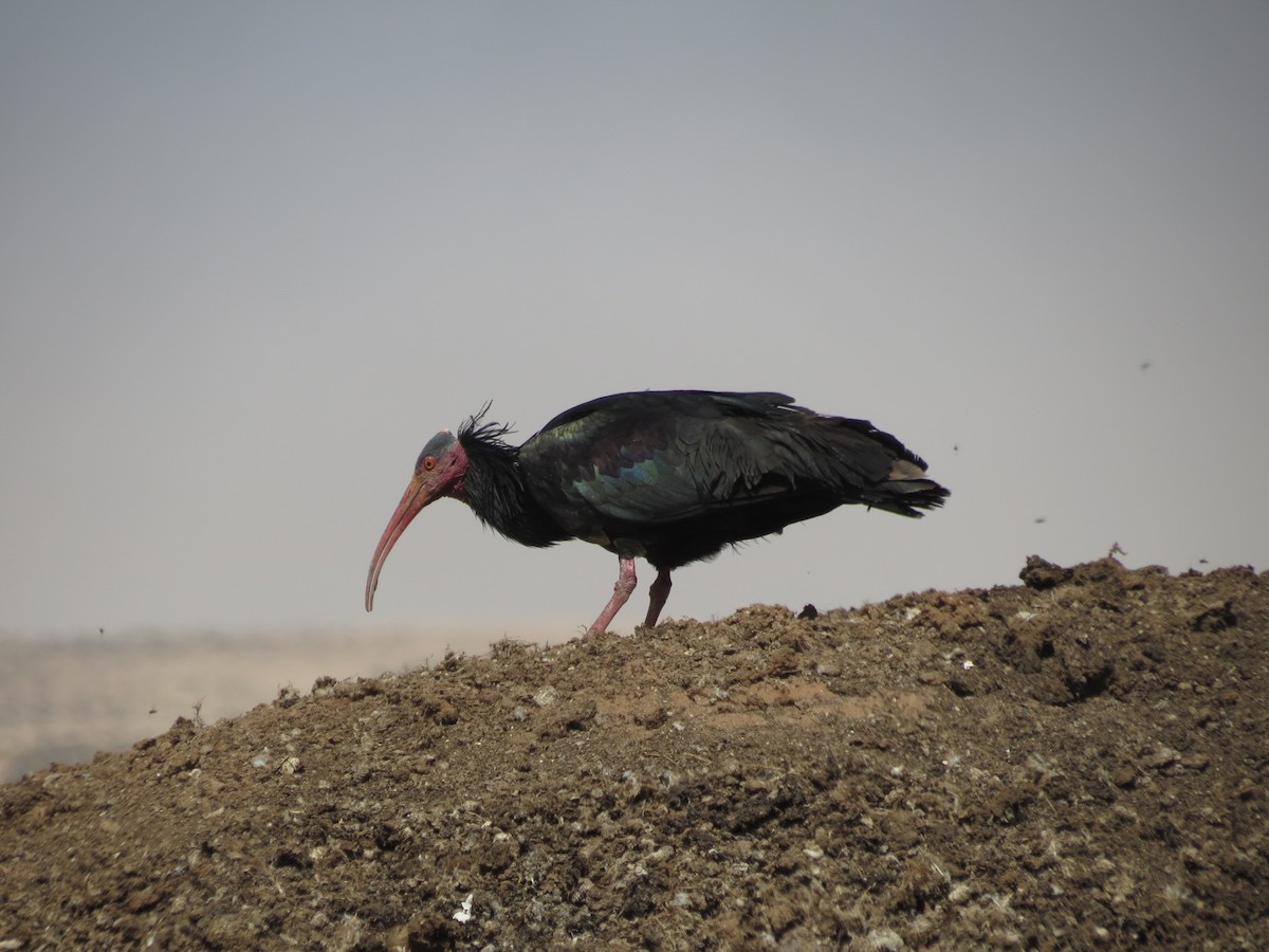skallet ibis - ML618338397