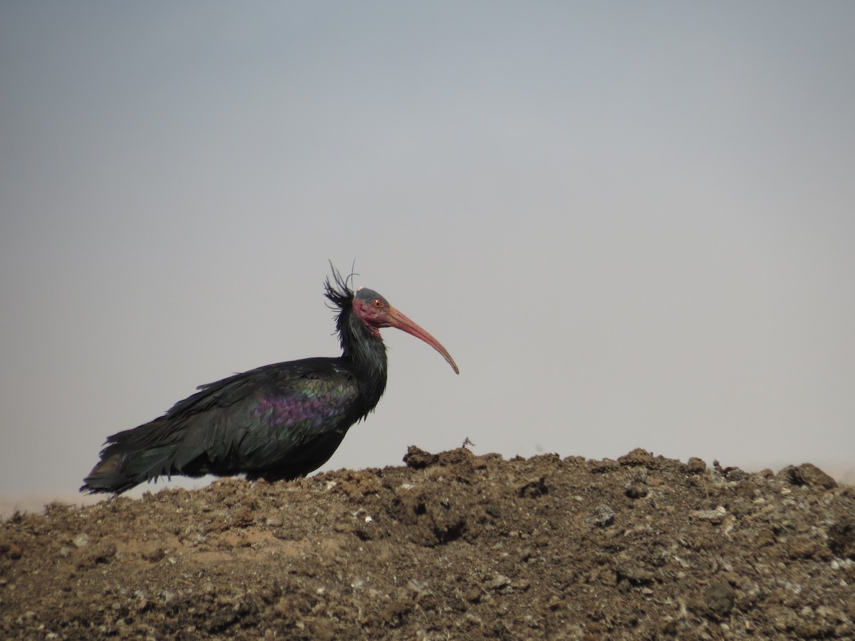 skallet ibis - ML618338415
