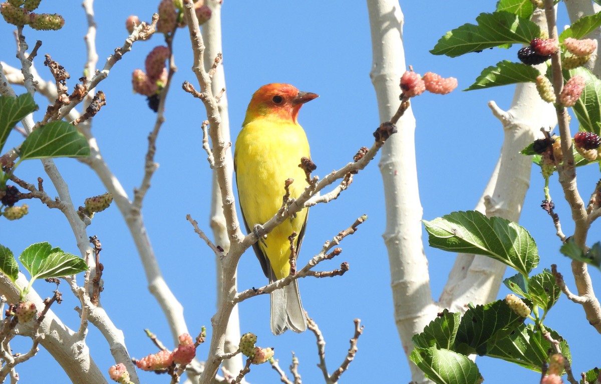 Western Tanager - ML618338425