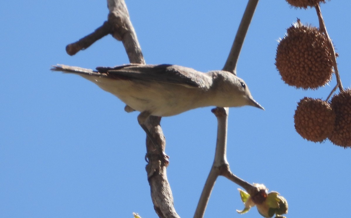 Lucy's Warbler - ML618338439
