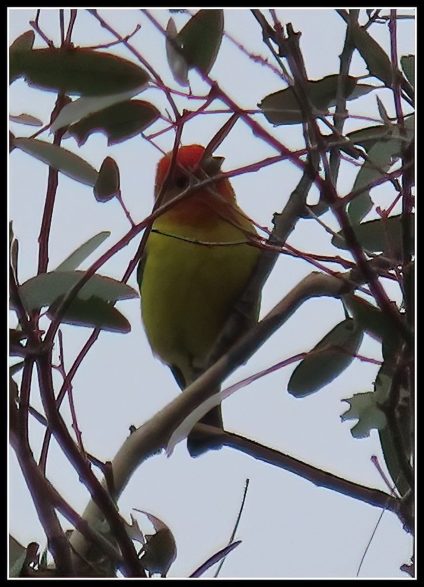 Western Tanager - ML618338446