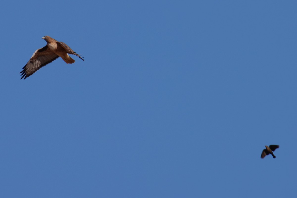 Red-tailed Hawk - ML618338457