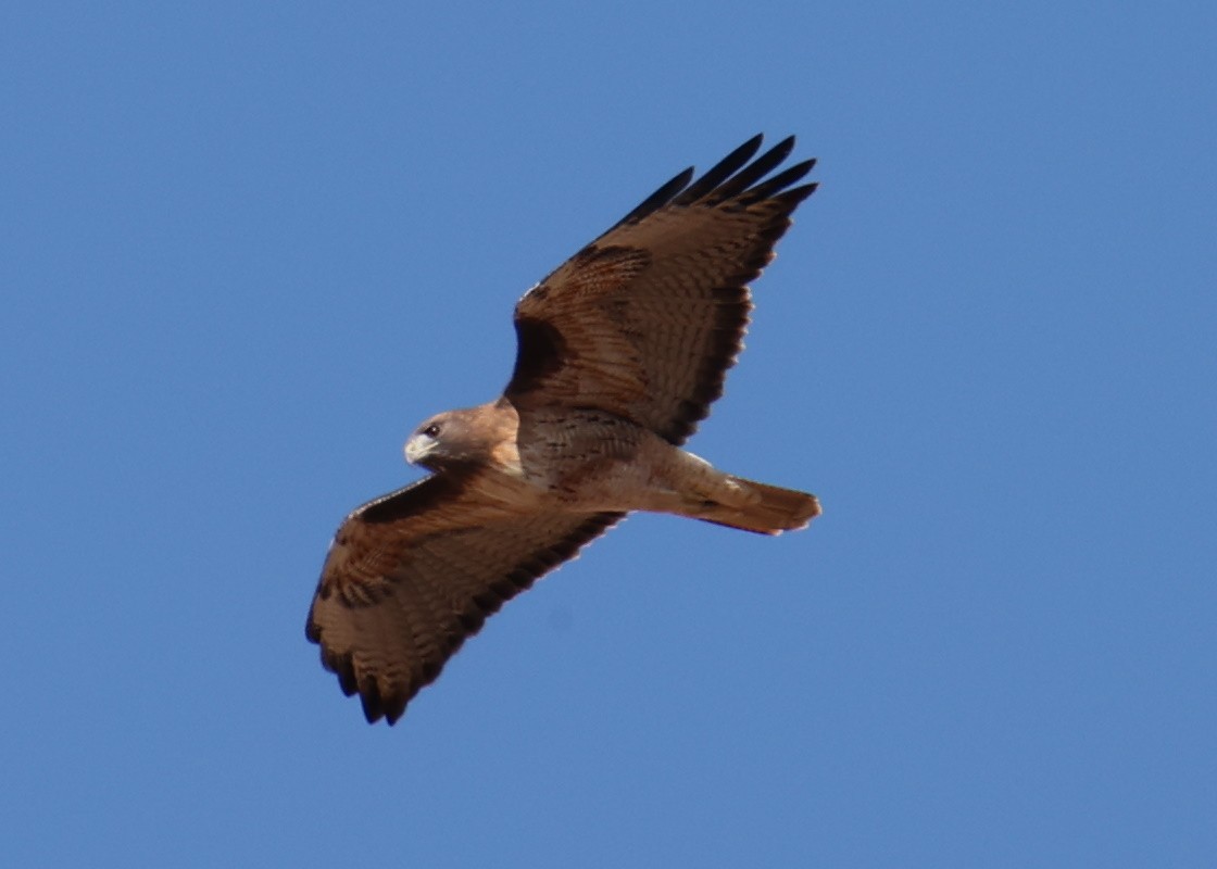 Red-tailed Hawk - ML618338459