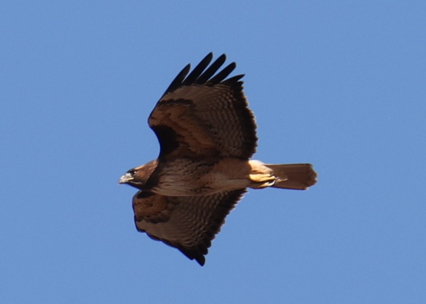 Red-tailed Hawk - ML618338461