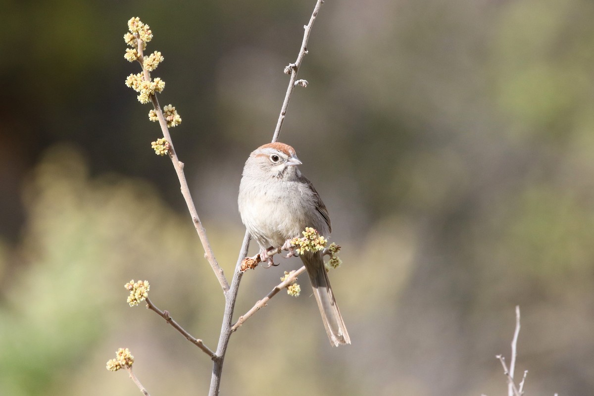 Rufous-crowned Sparrow - ML618338484