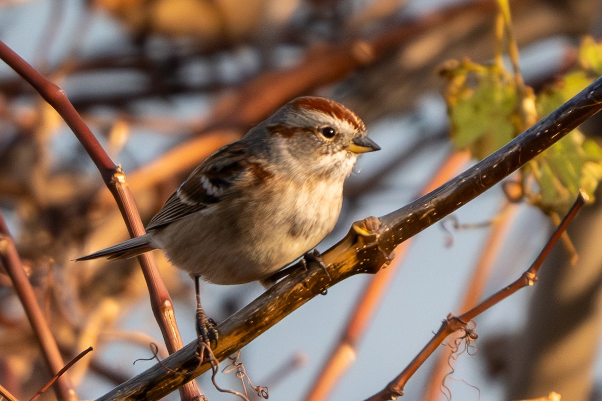 American Tree Sparrow - ML618338497