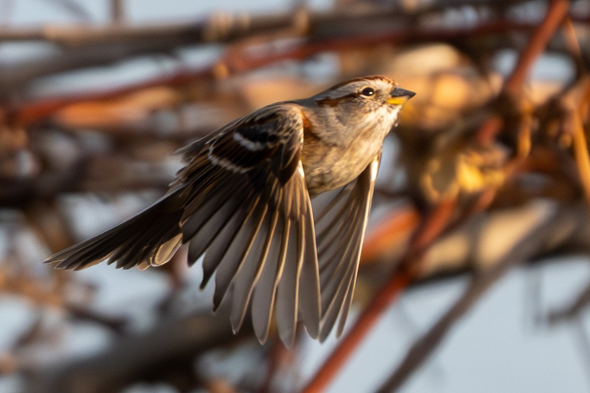 American Tree Sparrow - ML618338508