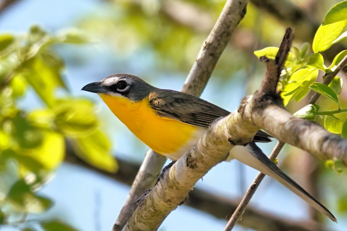 Yellow-breasted Chat - Alan Mitchnick