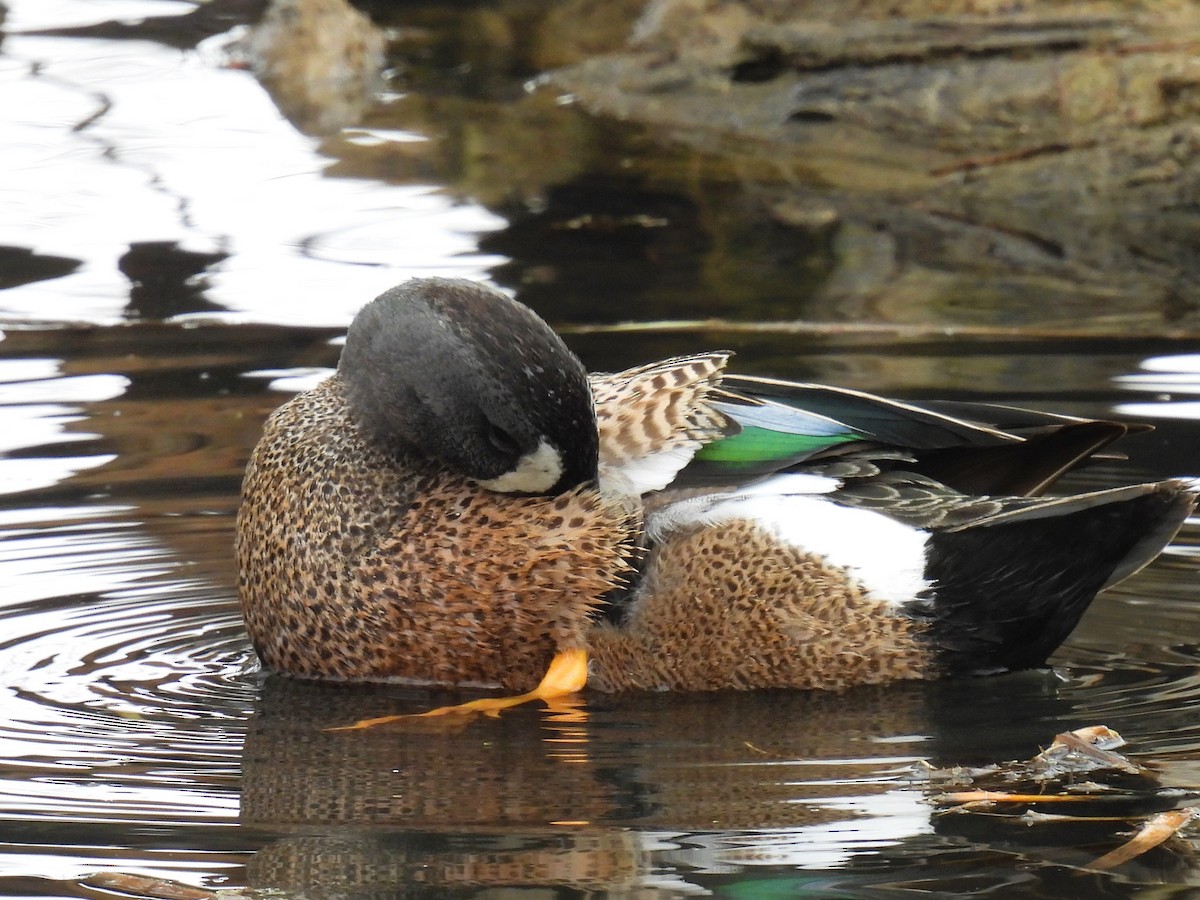 Blue-winged Teal - ML618338520
