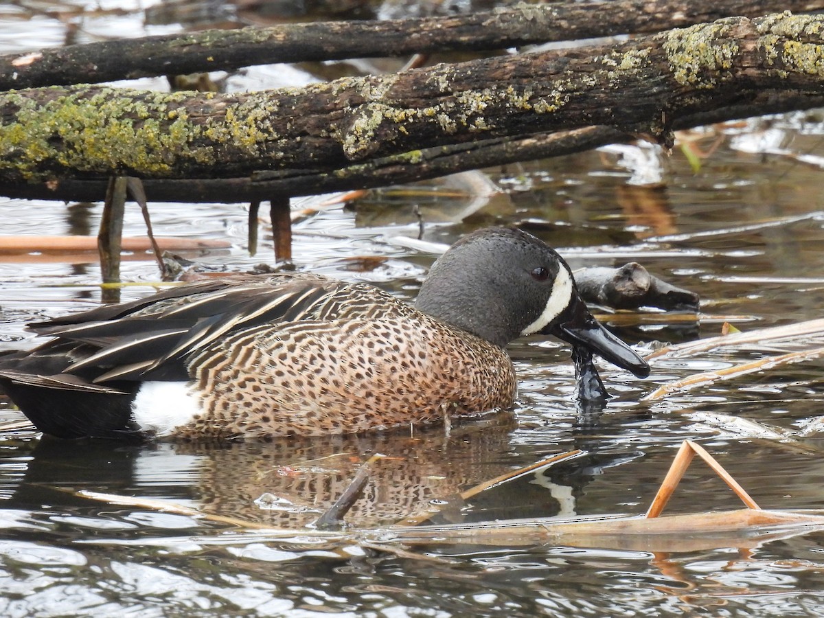 Blue-winged Teal - ML618338521