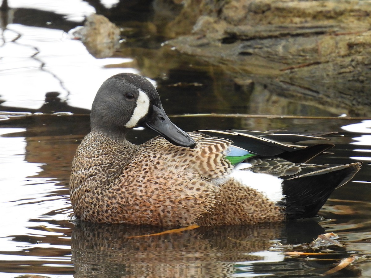 Blue-winged Teal - ML618338522