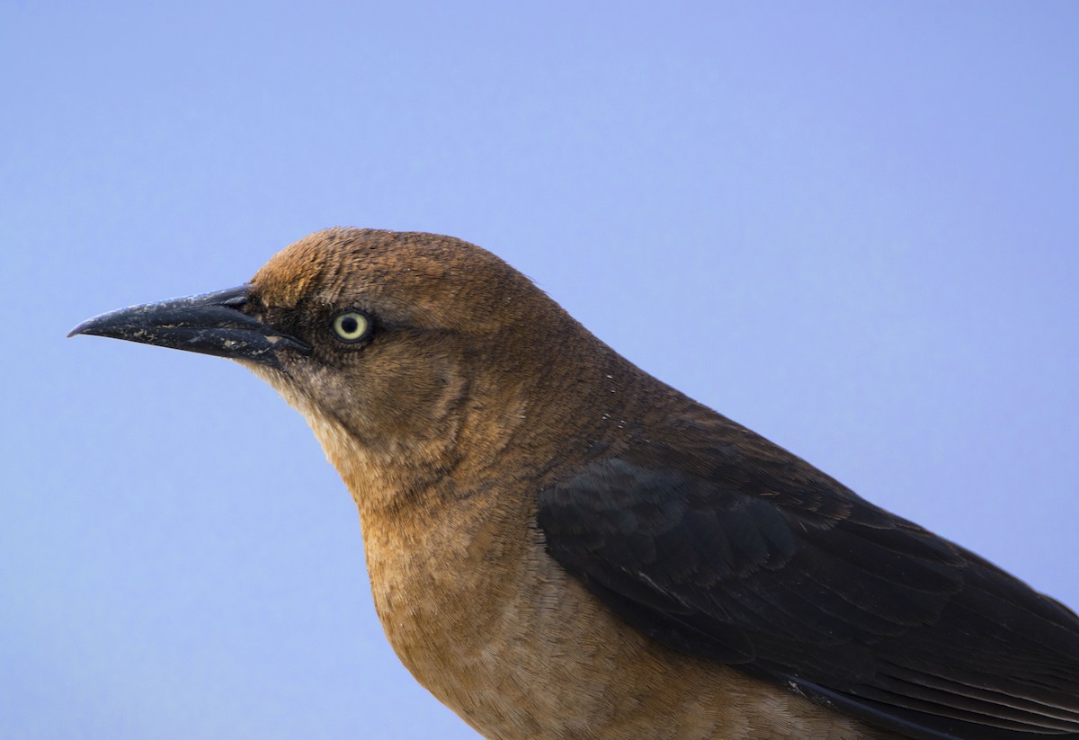Boat-tailed Grackle - ML618338538