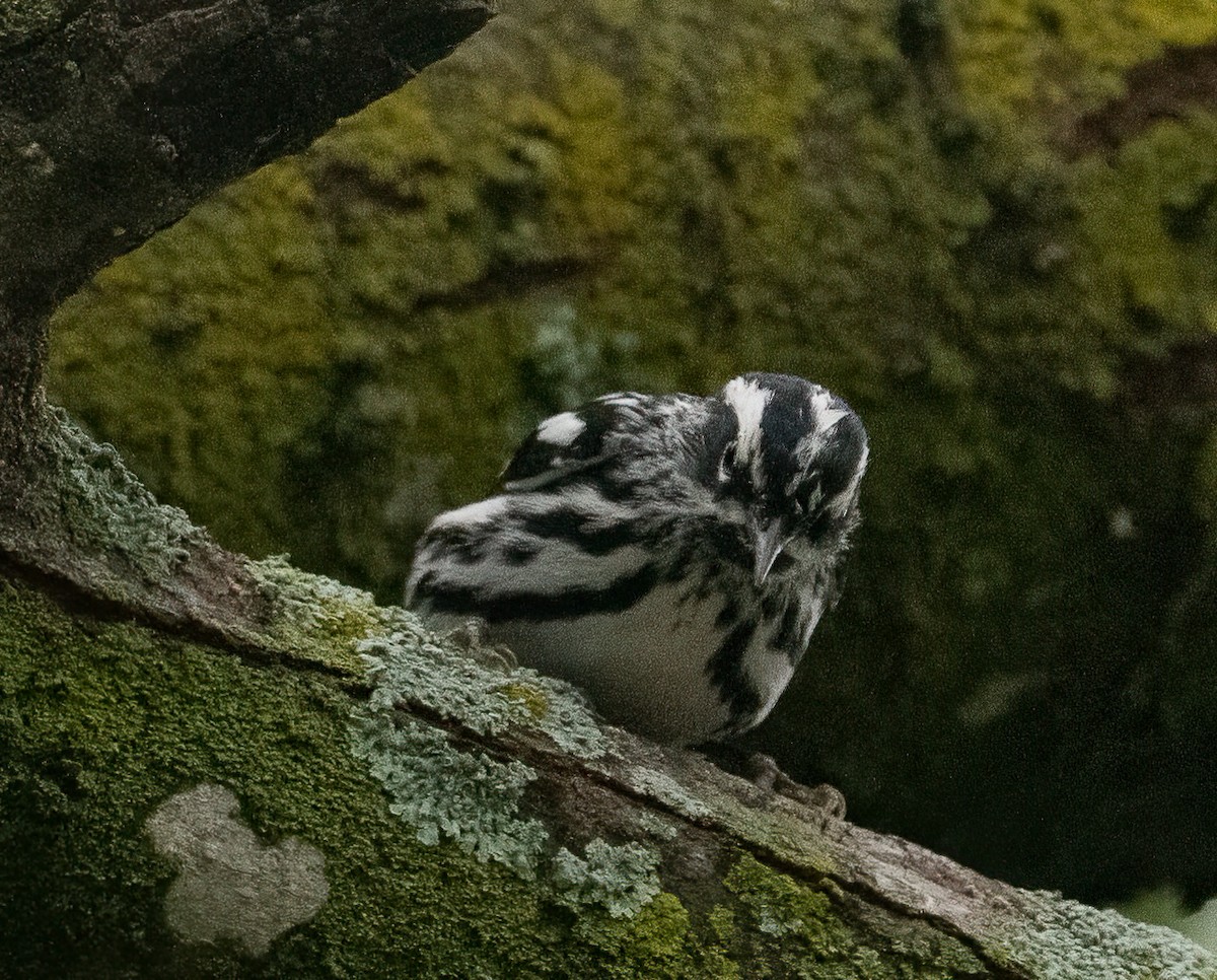 Black-and-white Warbler - ML618338540
