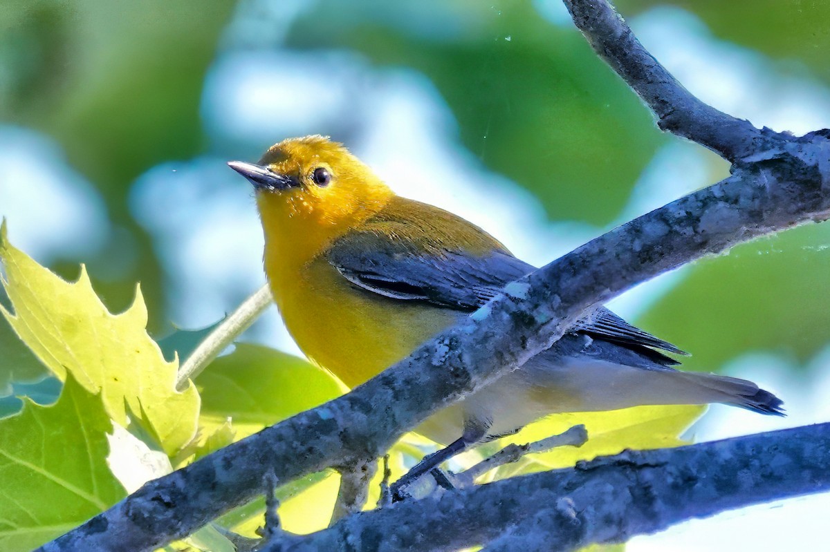 Prothonotary Warbler - ML618338547