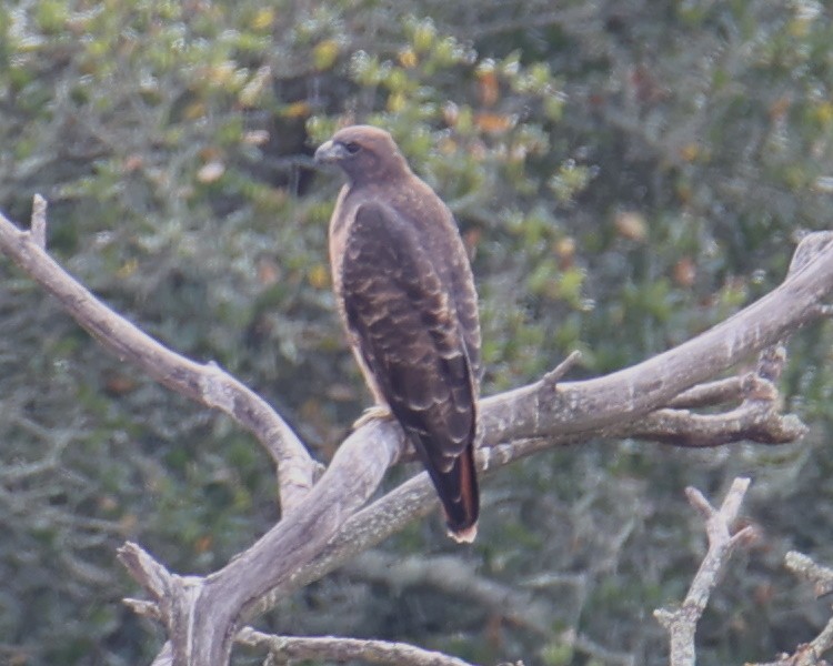 Red-tailed Hawk - ML618338549