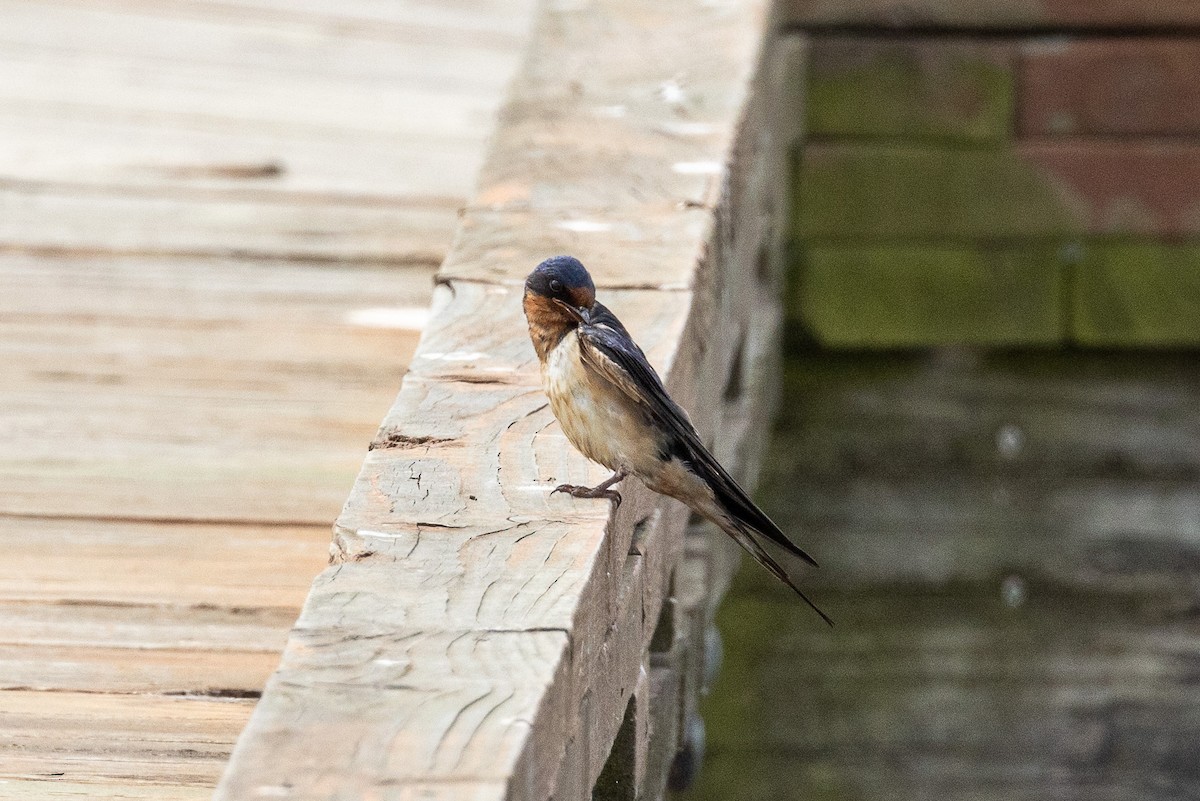 Barn Swallow - ML618338550
