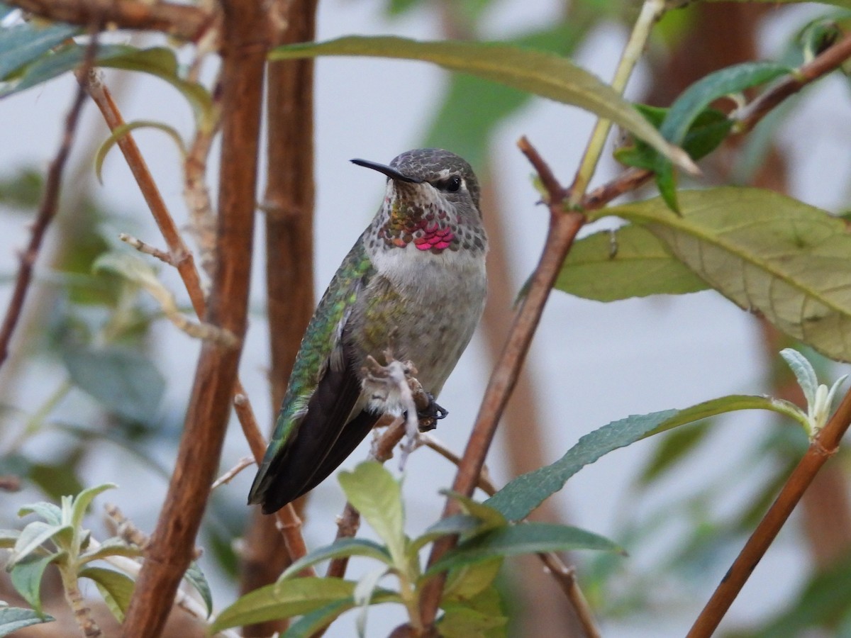 Anna's Hummingbird - ML618338552
