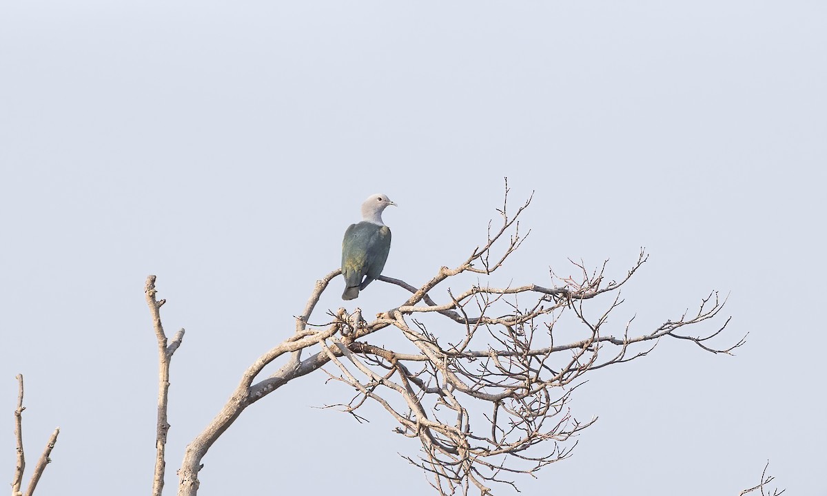 Green Imperial-Pigeon - ML618338572