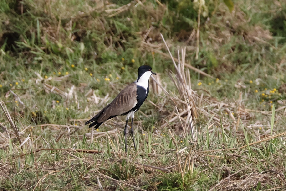 Spur-winged Lapwing - ML618338582