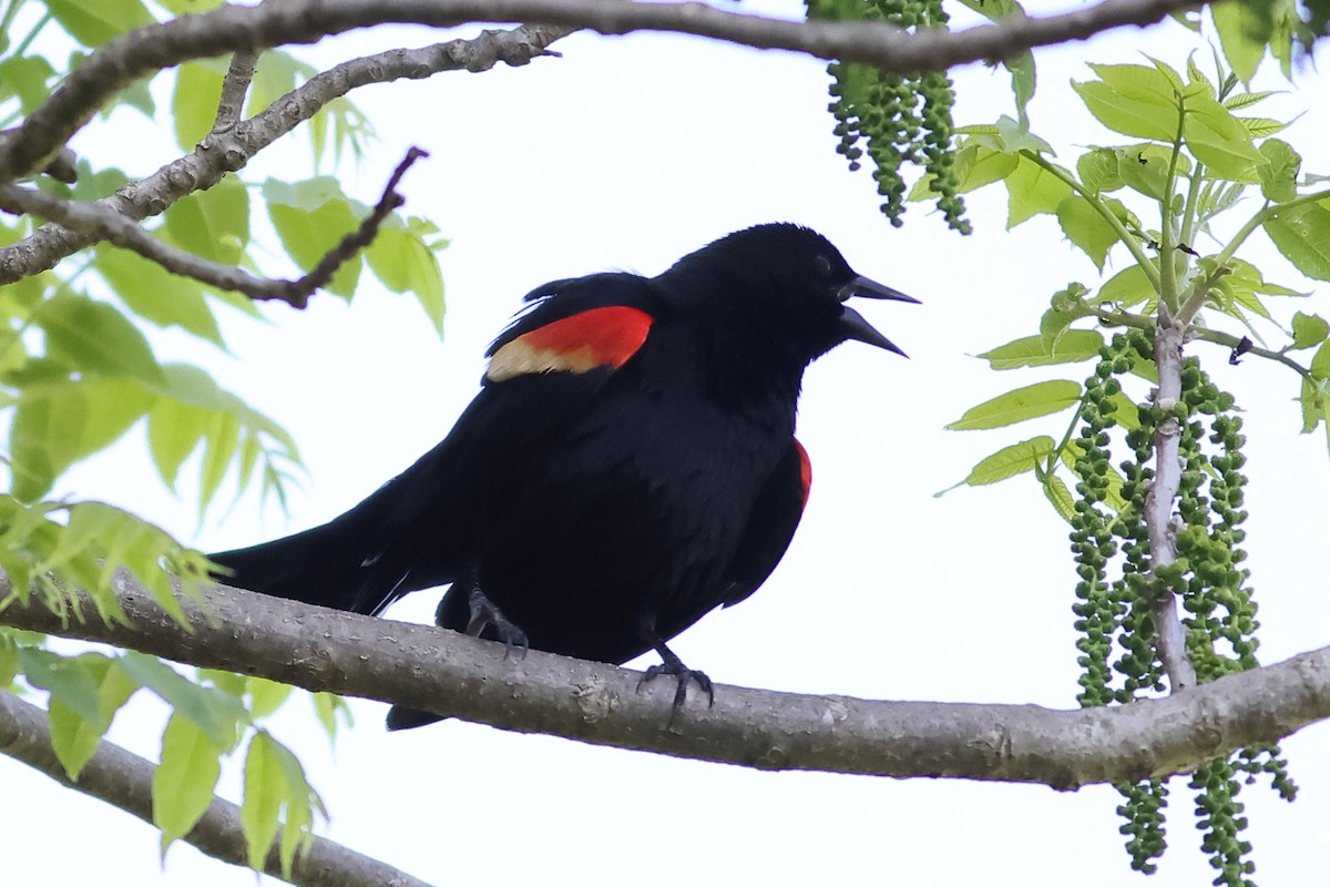 Red-winged Blackbird - John Mercer