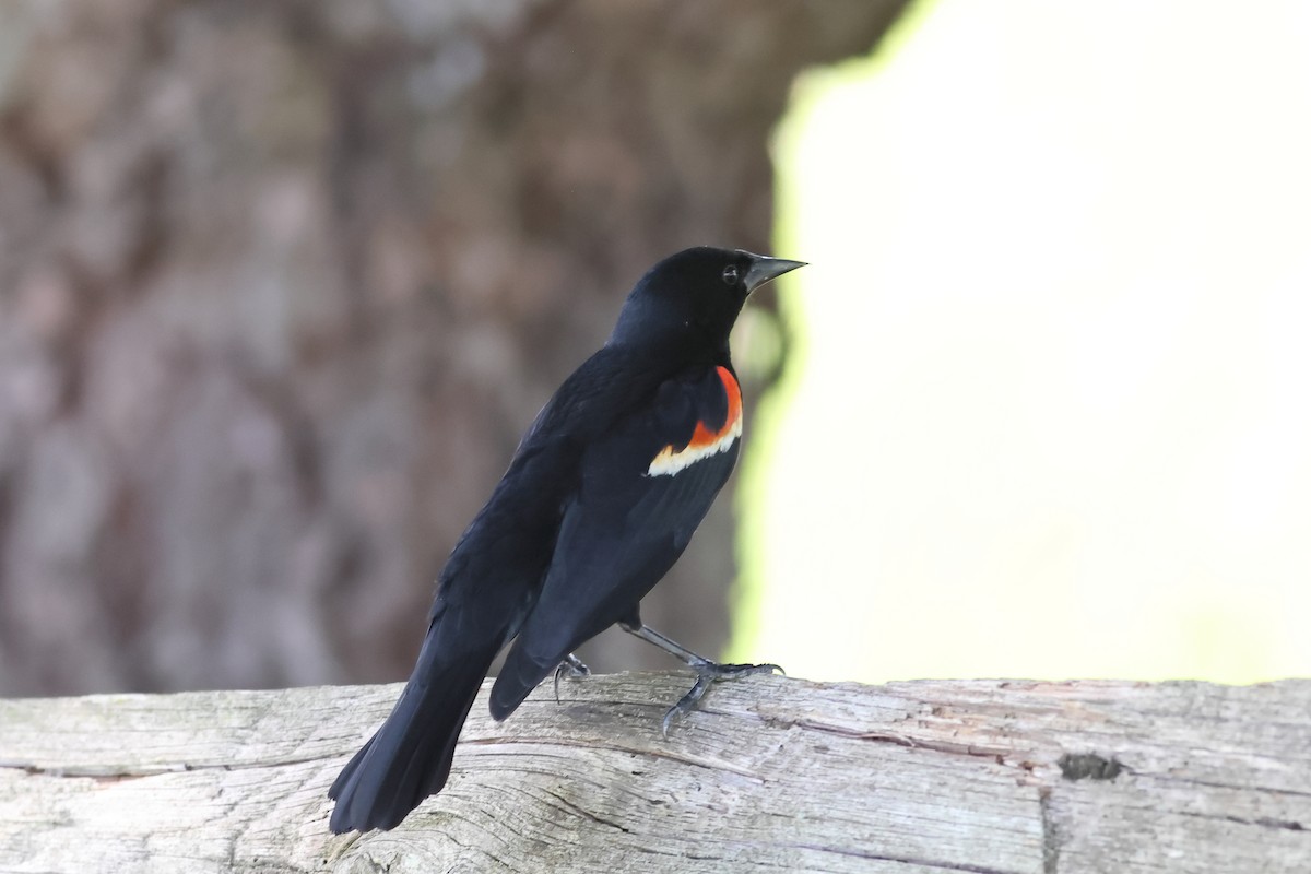 Red-winged Blackbird - John Mercer