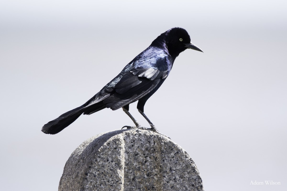 Boat-tailed Grackle - ML618338603