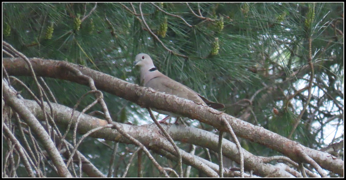 Eurasian Collared-Dove - ML618338611