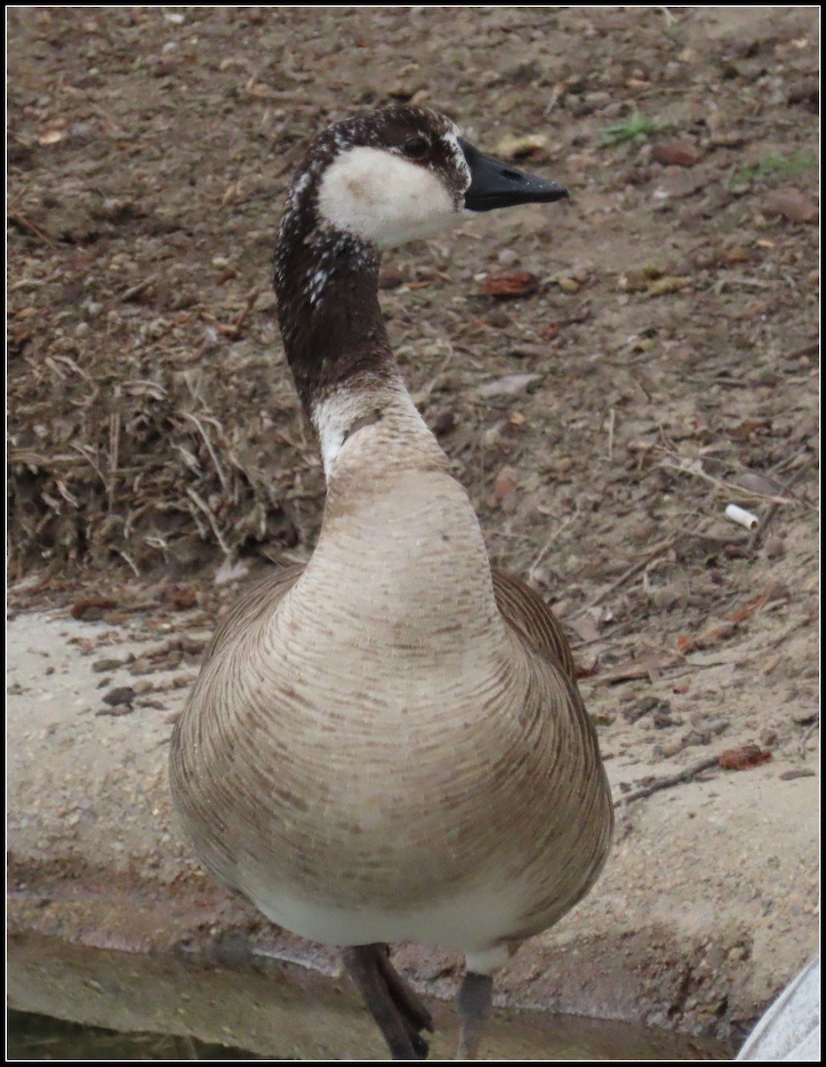 Domestic goose sp. x Canada Goose (hybrid) - ML618338632