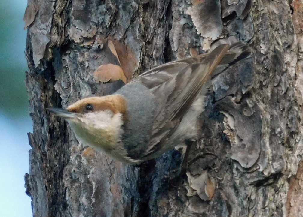 Brown-headed Nuthatch - ML618338676