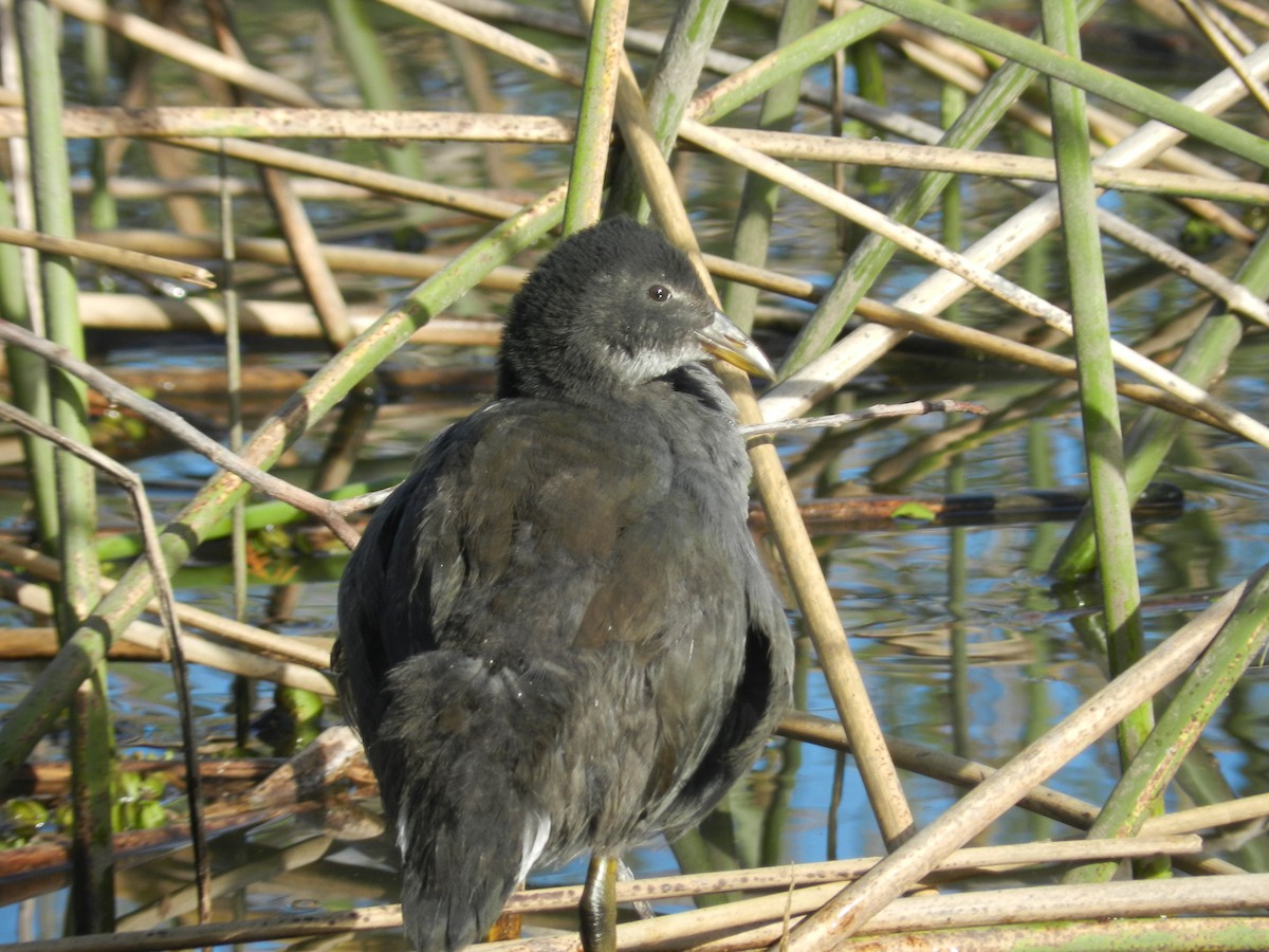 Red-fronted Coot - ML618338691