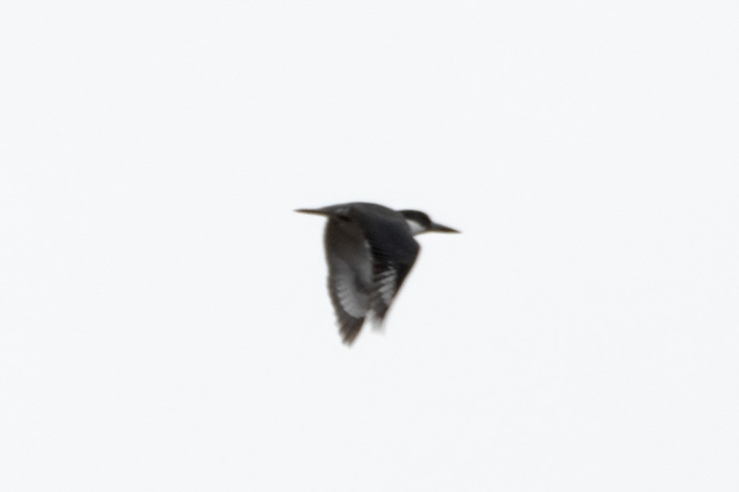 Belted Kingfisher - ML618338697
