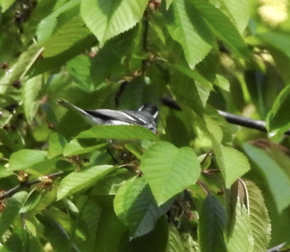 Black-throated Gray Warbler - Janet Phillips