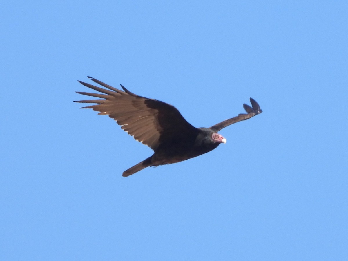 Turkey Vulture - ML618338740