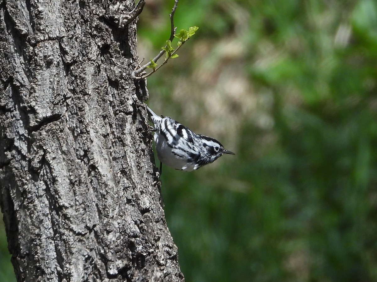 Black-and-white Warbler - ML618338744