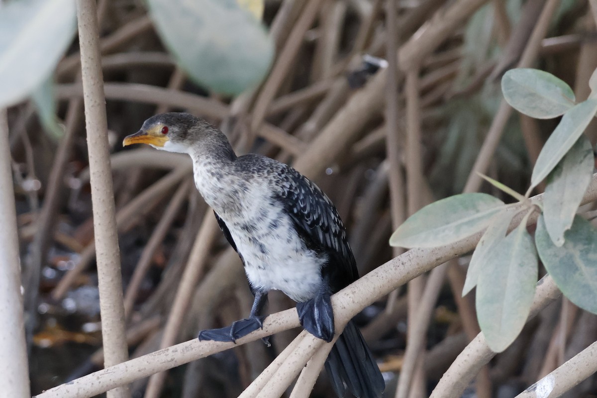 Long-tailed Cormorant - ML618338754