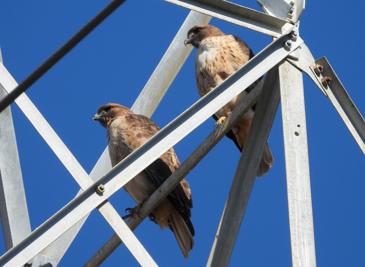 Red-tailed Hawk - ML618338767