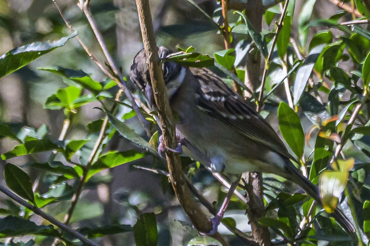 Rufous-collared Sparrow - Amed Hernández