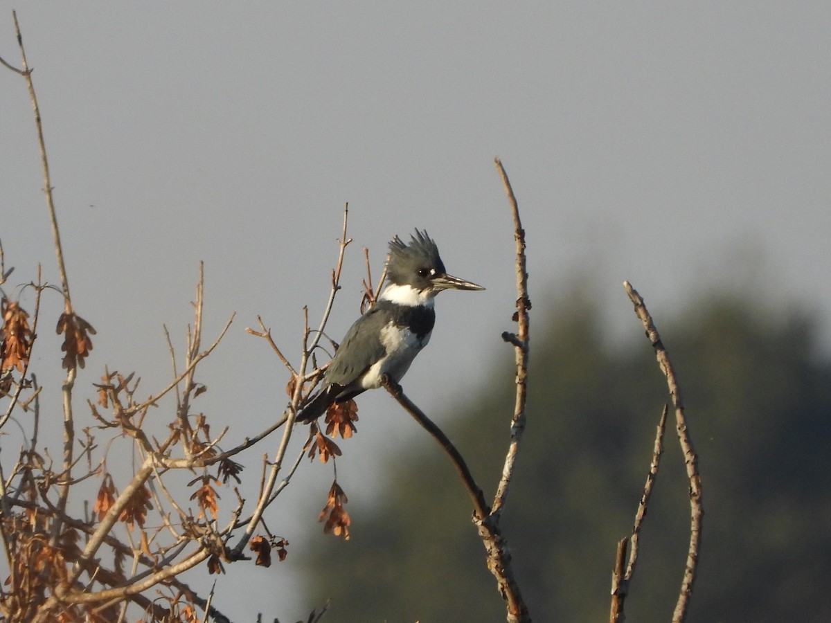 Belted Kingfisher - ML618338786