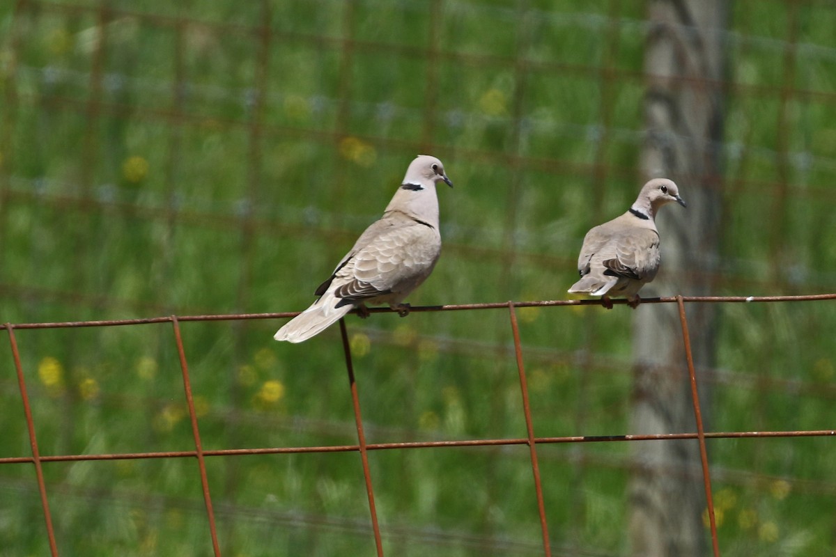 Eurasian Collared-Dove - Clancey Deel
