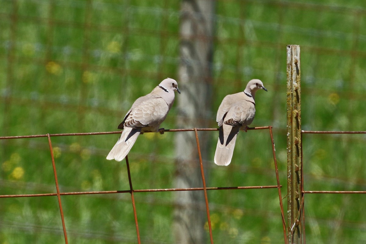 Eurasian Collared-Dove - ML618338790