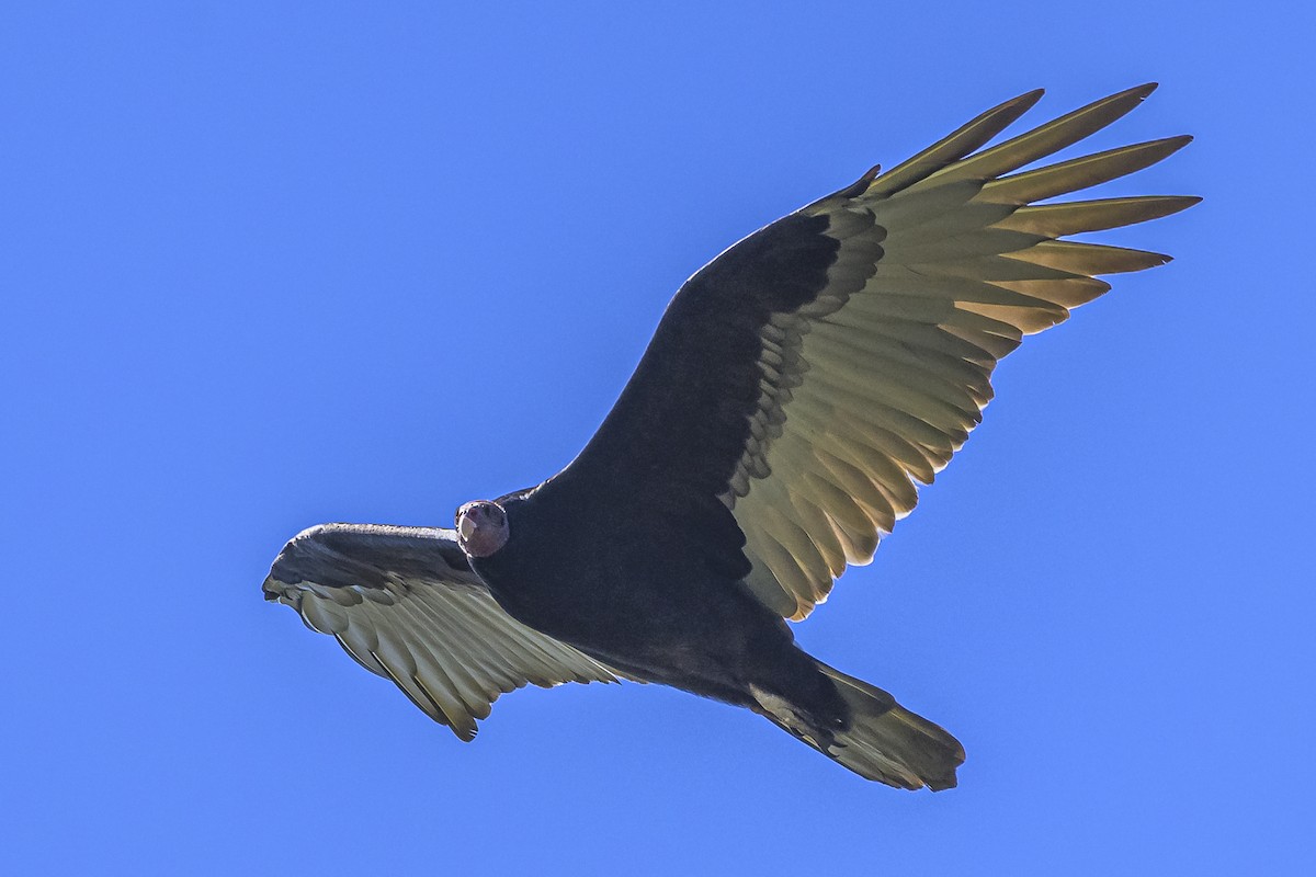 Turkey Vulture - ML618338797