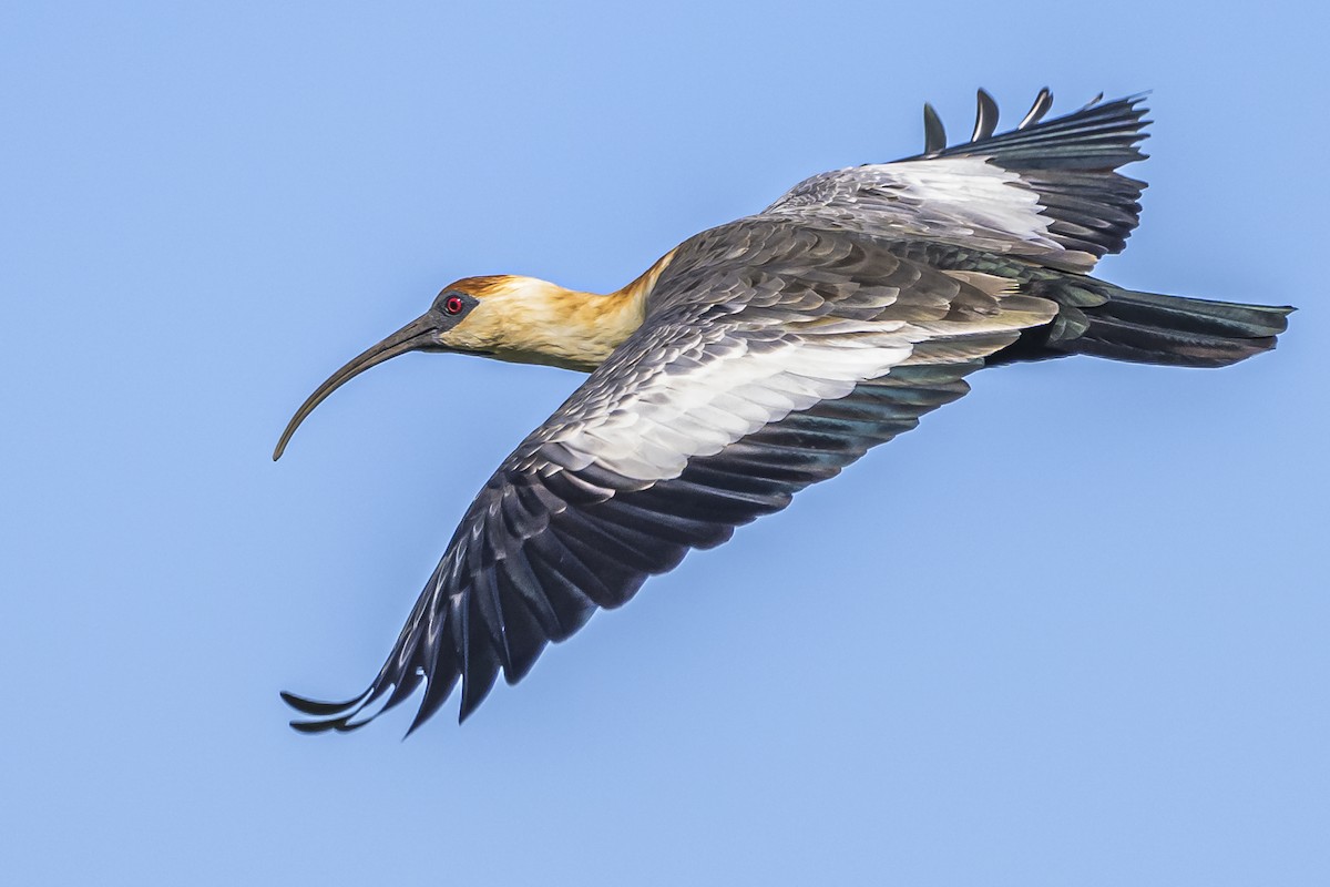 ibis bělokřídlý - ML618338842