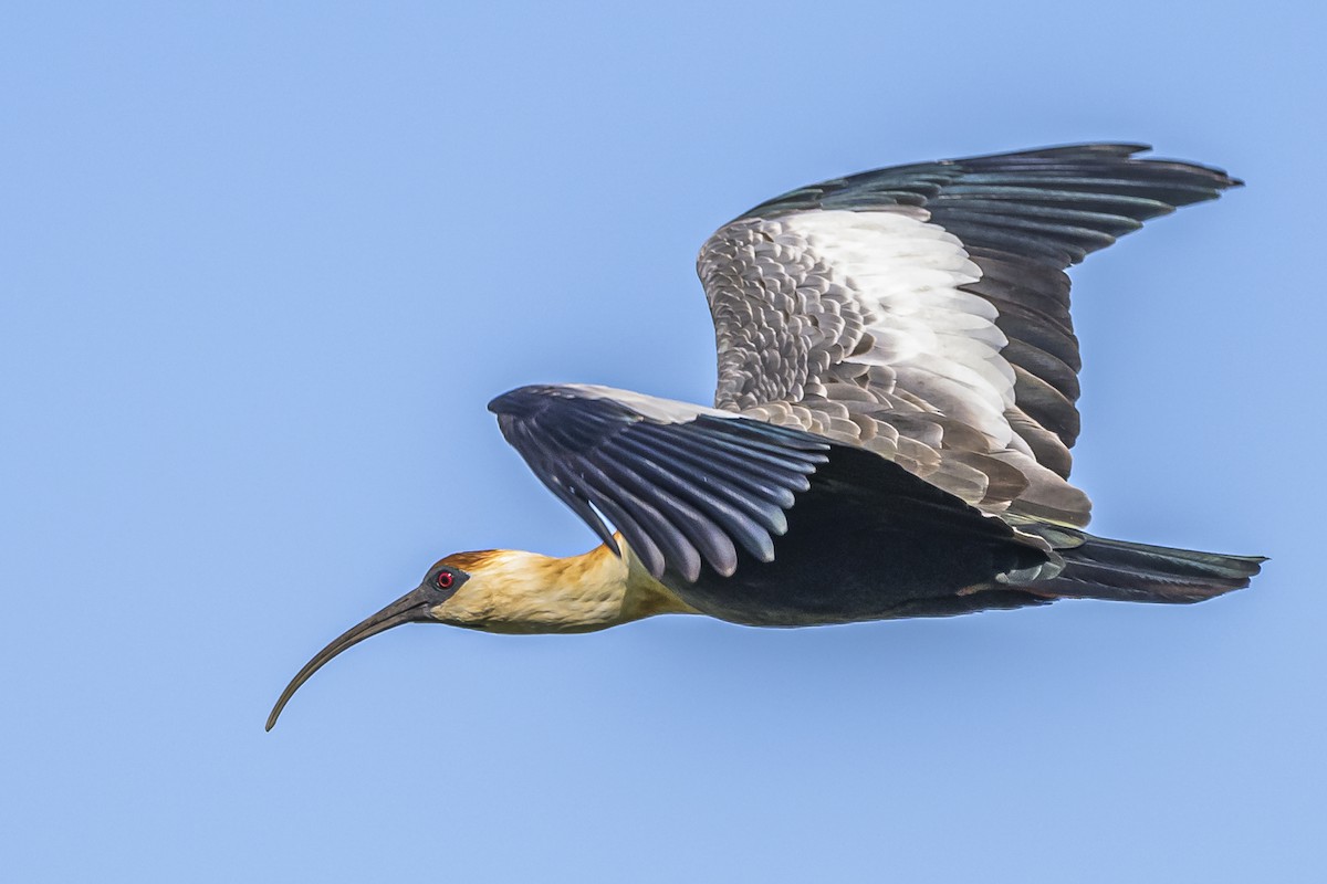 ibis bělokřídlý - ML618338843