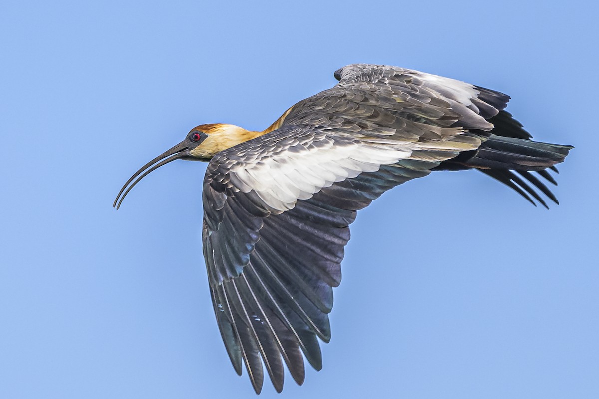 ibis bělokřídlý - ML618338845