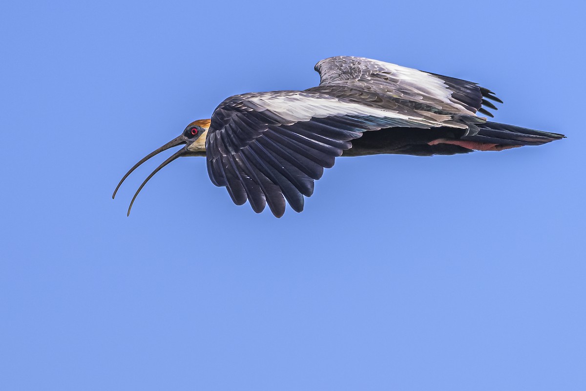 ibis bělokřídlý - ML618338846
