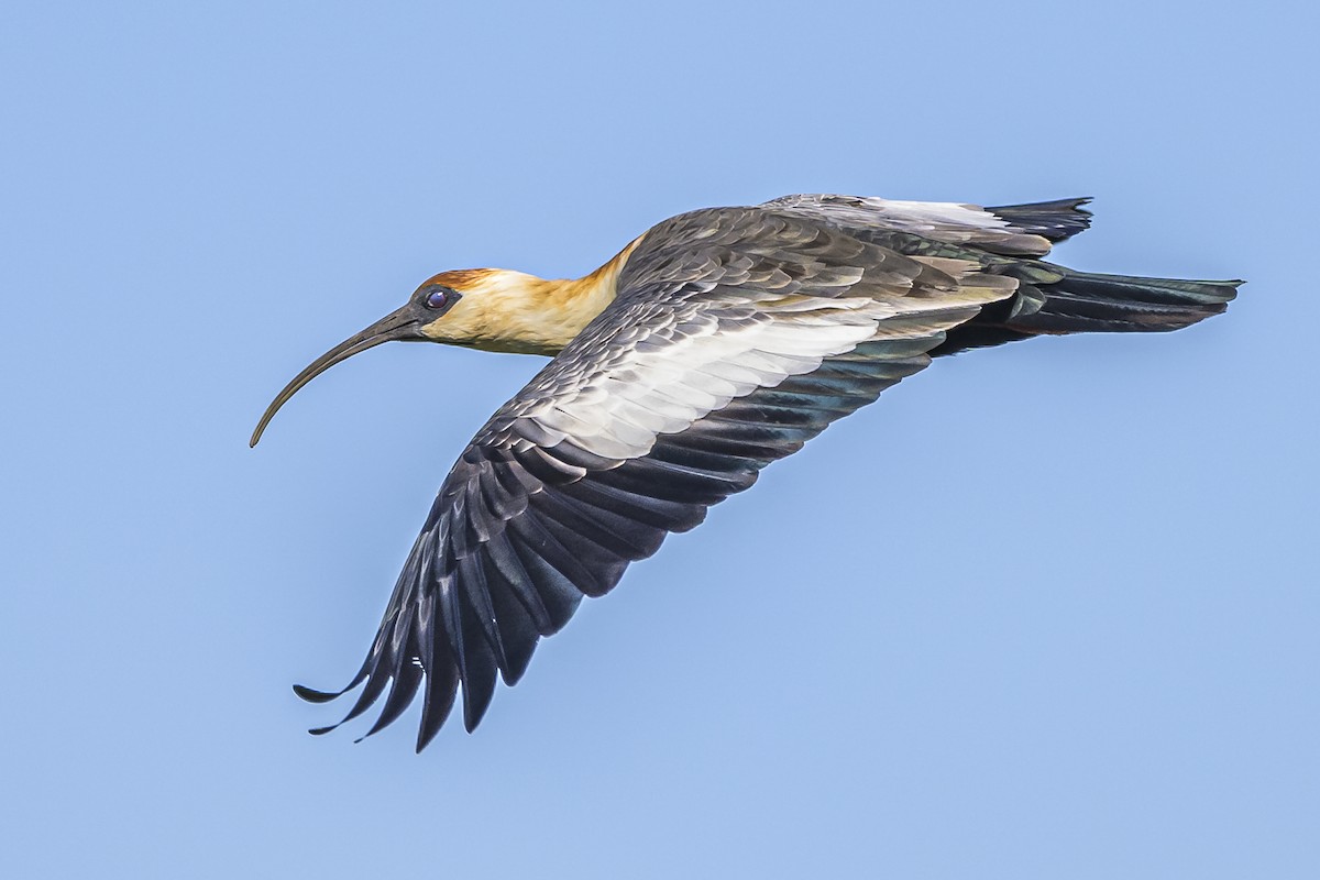 ibis bělokřídlý - ML618338848
