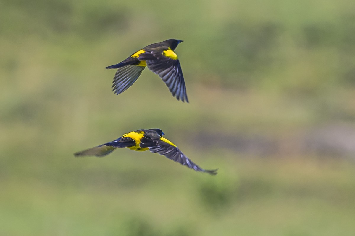 Yellow-rumped Marshbird - ML618338890