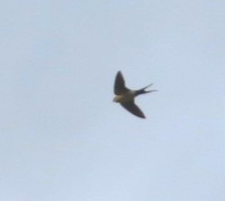 Red-rumped Swallow - ML618338918