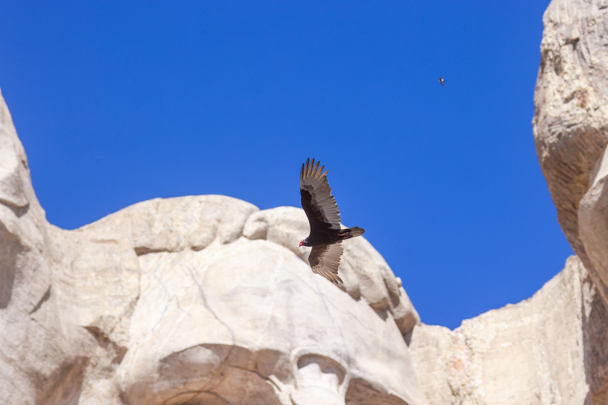 Turkey Vulture - ML618338933